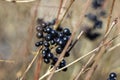 Detailed close up of a cluster of black berries on a branch in bright autumn sunshine