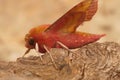 Close up of the colorful European pink olive small elephant hawk-moth, Deilephila porcellus, sitting on a piece of wood