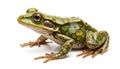 Detailed Close-up of a Colorful, Ornate Frog
