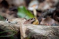 Common toad looking over a branch on the forest floor, detailed wildlife macro in natural light Royalty Free Stock Photo