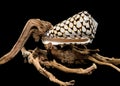 Conus Marmoreus Shell on Driftwood Royalty Free Stock Photo