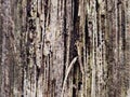 A detailed close-up of a decayed tree trunk, showing intricate textures and patterns created by termite damage