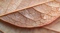 A Detailed Close Up Of A Delicate Brown Leaf Royalty Free Stock Photo