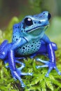 Detailed close up of dendrobates tinctorius azureus dart frog on vibrant green moss