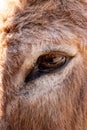 Detailed close up of eye of a cow Royalty Free Stock Photo