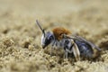 Close-up on a female Red-tailed mining bee, Andrena haemorrhoa sitting on the ground