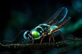 A detailed close-up of a firefly in mid-glow,