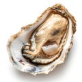 A detailed close-up of a freshly opened oyster, presenting its natural texture and briny essence, set against a white backdrop