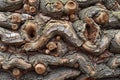 Detailed close-up of gnarled tree bark with intricate patterns and shapes in beautiful natural light