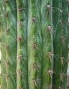 Detailed Close Up of Green Cactus Stem with Sharp Spines and Natural Pattern Royalty Free Stock Photo