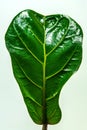 Detailed close up of a green leaf with yellow veins Royalty Free Stock Photo