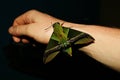 Detailed Close up of the head of a hawk moth or Sphingidae sitting on an arm in Ecuador