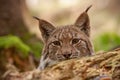 Detailed close-up of hiding adult eursian lynx on a hunt in autmn forest.