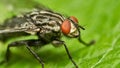 Flesh fly - sacrophagidae brachycera Royalty Free Stock Photo