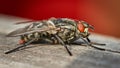 Flesh fly - sacrophagidae brachycera Royalty Free Stock Photo