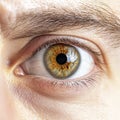 Detailed Close Up Of A Human Eye With Intricate Iris Texture Royalty Free Stock Photo