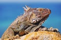 Detailed close up of a Iguana Lizards head sunbathing on a rock