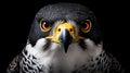 Detailed close-up image of bird of prey. This picture captures intricate features and intense gaze