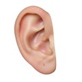 Close-up of human ear Royalty Free Stock Photo