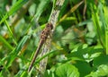 Common Darter female Dragonfly - Sympetrum striolatum resting.