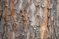 A detailed close-up image showcasing the texture and patterns of a tree bark up close., A rough texture of a tree\'s bark, AI