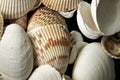 Top view close up of large sea shells on black background Royalty Free Stock Photo