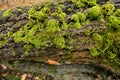 Detailed Close-up of Lush Green Moss on Tree Trunk in Serene Forest Setting Royalty Free Stock Photo