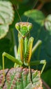 Detailed close up macro photograph capturing a praying mantis for precise observation