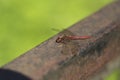 Detailed close up macro shot of a male nomad or red veined darter dragonfly Sympetrum fonscolombii sitÃÂµing with open wings on an Royalty Free Stock Photo