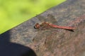 Detailed close up macro shot of a male nomad or red veined darter dragonfly Sympetrum fonscolombii sitÃÂµing with open wings on an Royalty Free Stock Photo