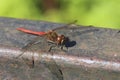 Detailed close up macro shot of a male nomad or red veined darter dragonfly Sympetrum fonscolombii sitÃÂµing with open wings on an Royalty Free Stock Photo