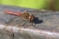 Detailed close up macro shot of a male nomad or red veined darter dragonfly Sympetrum fonscolombii sitÃÂµing with open wings on an