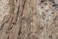 Natural Tree Bark Texture Background Royalty Free Stock Photo