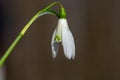 Close up of one single snowdrop flower Royalty Free Stock Photo
