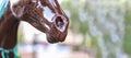 Detailed Close Up Of Painted Horse Muzzle Royalty Free Stock Photo