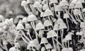 Black And White Photo Of Many Small Capped Mushrooms.