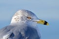 Portrait of a Ring-billed gull