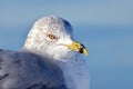 Portrait of a Ring-billed gull