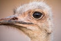 A detailed close up portrait of an ostrich face Royalty Free Stock Photo