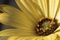 A detailed close up portrait of a yellow spannish daisy in spring.