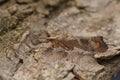 Close-up on a large brown colored European adult Caddis fly Glyphotaelius pellucidus