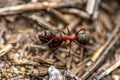 Close up of a wood ant carrying a dead ant Royalty Free Stock Photo