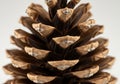 Pine cone isolated on white background, a natural brown seedbearing conifer fruit Royalty Free Stock Photo