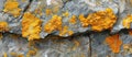 Detailed Close-Up of Rock With Vibrant Yellow Lichen Royalty Free Stock Photo