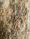 Rough Tree Bark Texture Macro Royalty Free Stock Photo