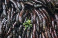 A detailed close-up of royal palm roots. Royalty Free Stock Photo