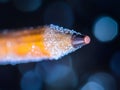 A detailed close-up of a sharpened pencil tip, emphasizing the graphite texture in a macro shot, showcasing the tools