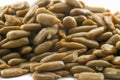 Detailed close up shot of peeled sunflower seeds Royalty Free Stock Photo