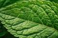 A detailed close-up shot of a vibrant green leaf, showcasing its intricate patterns and natural beauty, A close up of the textured Royalty Free Stock Photo