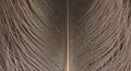 Close-up of Brown Feather Texture with Intricate Details and Patterns Royalty Free Stock Photo